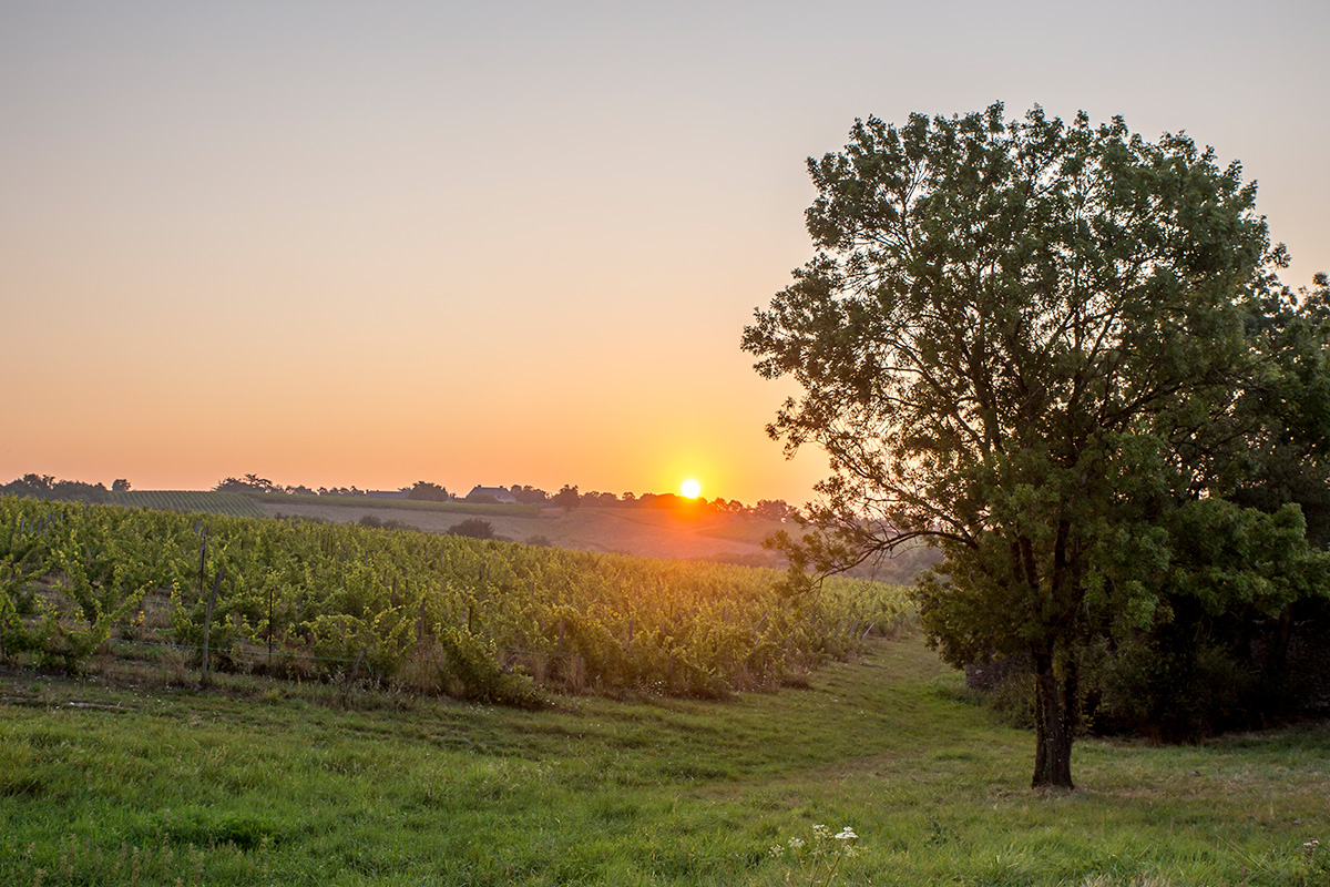 Clos du Papillon