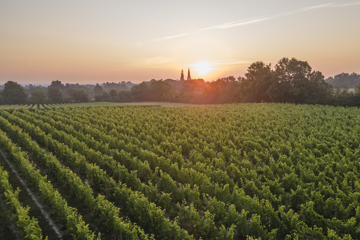 Soleil levant Savennières