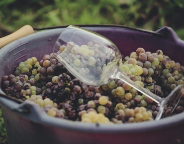 Saut Chenin verre