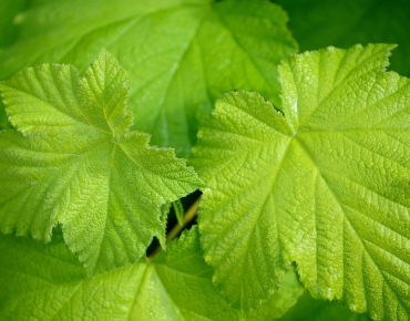 feuille-de-vigne