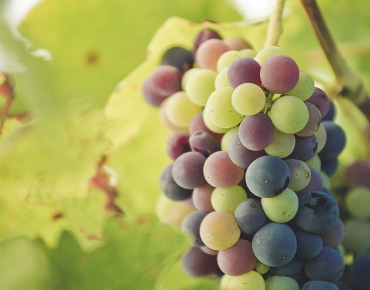 Veraison