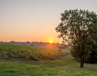 Clos du Papillon