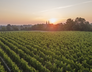 Soleil levant Savennières